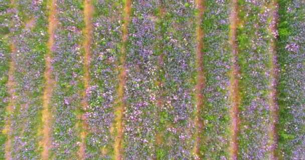 Vista Aérea Primavera Verbena Flower Sea Wuhan Huabohui — Vídeo de Stock