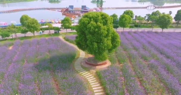 武漢花博会の春の展望 花博会 — ストック動画