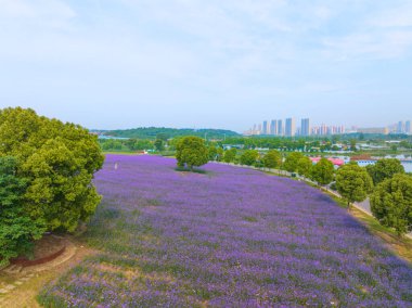 Wuhan Huabohui 'nin bahar manzarası Manzarası, Hubei, Çin