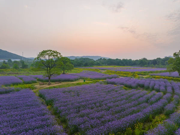 stock image Jiufengshan Flower Sea Park in Wuhan Optics Valley, Hubei, China