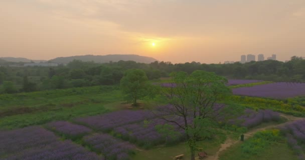 Flygfoto Över Jiufengshan Flower Sea Park Wuhan Optics Valley — Stockvideo