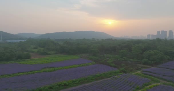 武汉光谷九峰山花海公园的空中景观 — 图库视频影像