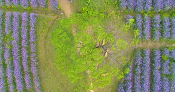 Vista Aérea Jiufengshan Flower Sea Park Wuhan Optics Valley — Vídeo de Stock