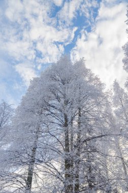 Lushan / Mountain Lu Ulusal Parkı Sahne Bölgesi, Jiujiang, Jiangxi, Çin
