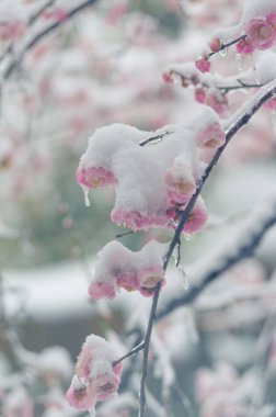 Wuhan 'daki Doğu Plum Gölü Bahçesi' nde erik çiçekleri çiçek açmış.