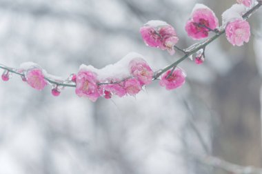 Wuhan 'daki Doğu Plum Gölü Bahçesi' nde erik çiçekleri çiçek açmış.