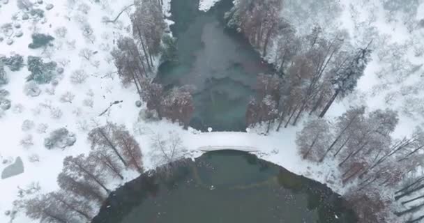 Wuhan East Lake Plum Jardín Paisaje Nieve — Vídeo de stock