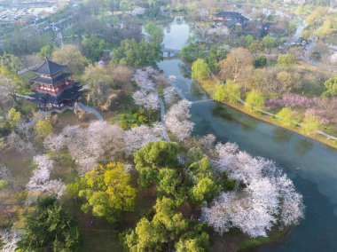 Wuhan, Hubei, Çin 'deki Dijiao Park' ta kiraz çiçekleri açar.