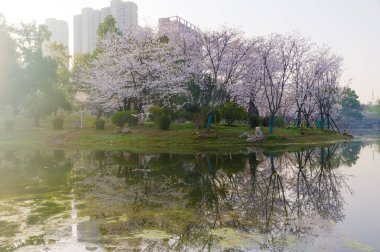 Wuhan, Hubei, Çin 'deki Dijiao Park' ta kiraz çiçekleri açar.