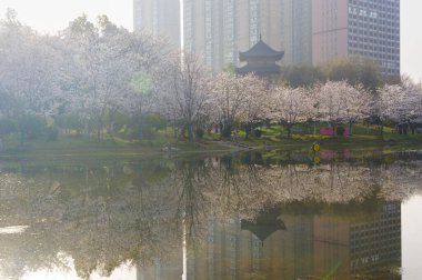 Wuhan, Hubei, Çin 'deki Dijiao Park' ta kiraz çiçekleri açar.