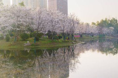 Wuhan, Hubei, Çin 'deki Dijiao Park' ta kiraz çiçekleri açar.