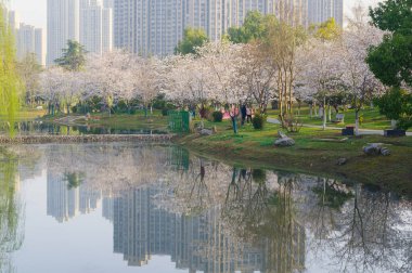 Wuhan, Hubei, Çin 'deki Dijiao Park' ta kiraz çiçekleri açar.