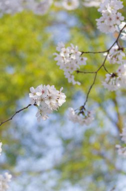 Wuhan, Hubei, Çin 'deki Dijiao Park' ta kiraz çiçekleri açar.