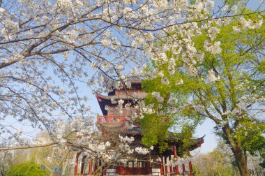 Wuhan, Hubei, Çin 'deki Dijiao Park' ta kiraz çiçekleri açar.