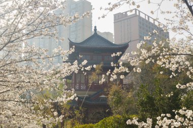 Wuhan, Hubei, Çin 'deki Dijiao Park' ta kiraz çiçekleri açar.