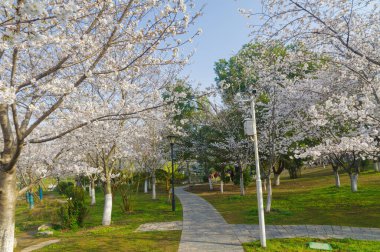 Wuhan, Hubei, Çin 'deki Dijiao Park' ta kiraz çiçekleri açar.