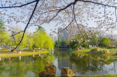 Wuhan, Hubei, Çin 'deki Dijiao Park' ta kiraz çiçekleri açar.