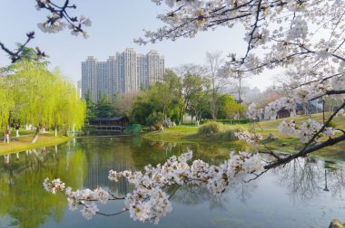 Wuhan, Hubei, Çin 'deki Dijiao Park' ta kiraz çiçekleri açar.