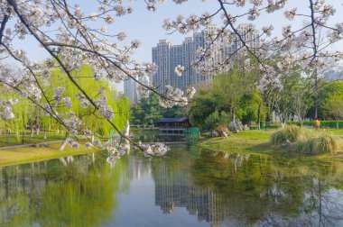 Wuhan, Hubei, Çin 'deki Dijiao Park' ta kiraz çiçekleri açar.
