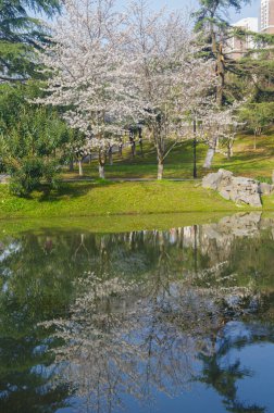 Wuhan, Hubei, Çin 'deki Dijiao Park' ta kiraz çiçekleri açar.