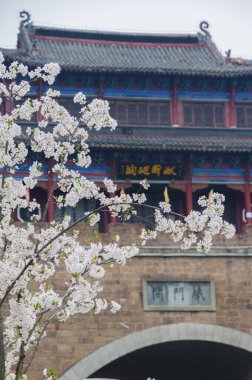 Wuhan, Hubei, Çin 'deki Qingchuange Park' ında kiraz çiçekleri.