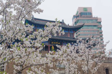 Wuhan, Hubei, Çin 'deki Qingchuange Park' ında kiraz çiçekleri.