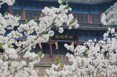 Wuhan, Hubei, Çin 'deki Qingchuange Park' ında kiraz çiçekleri.