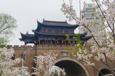 Wuhan, Hubei, Çin 'deki Qingchuange Park' ında kiraz çiçekleri.