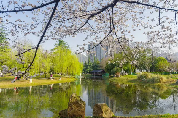Wuhan, Hubei, Çin 'deki Dijiao Park' ta kiraz çiçekleri açar.