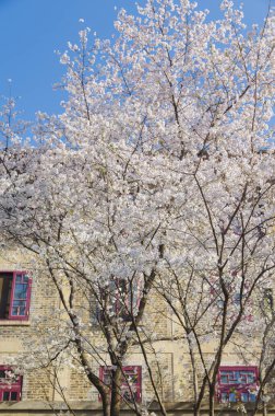 Hubei, Çin 'deki Wuhan Üniversitesi' nde kiraz çiçekleri çiçek açıyor.