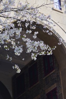 Hubei, Çin 'deki Wuhan Üniversitesi' nde kiraz çiçekleri çiçek açıyor.