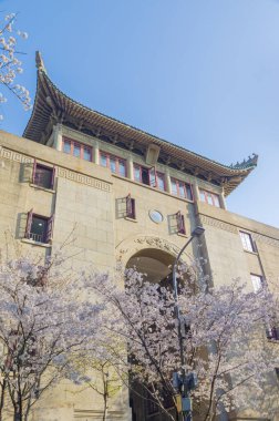 Hubei, Çin 'deki Wuhan Üniversitesi' nde kiraz çiçekleri çiçek açıyor.