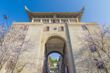 Hubei, Çin 'deki Wuhan Üniversitesi' nde kiraz çiçekleri çiçek açıyor.