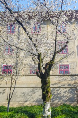 Hubei, Çin 'deki Wuhan Üniversitesi' nde kiraz çiçekleri çiçek açıyor.