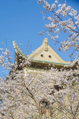 Hubei, Çin 'deki Wuhan Üniversitesi' nde kiraz çiçekleri çiçek açıyor.
