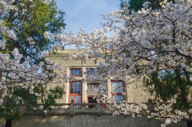Hubei, Çin 'deki Wuhan Üniversitesi' nde kiraz çiçekleri çiçek açıyor.
