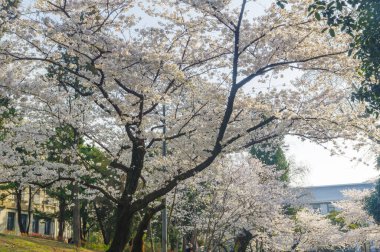 Hubei, Çin 'deki Wuhan Üniversitesi' nde kiraz çiçekleri çiçek açıyor.