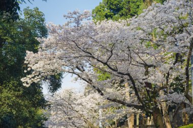 Hubei, Çin 'deki Wuhan Üniversitesi' nde kiraz çiçekleri çiçek açıyor.