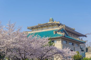 Hubei, Çin 'deki Wuhan Üniversitesi' nde kiraz çiçekleri çiçek açıyor.