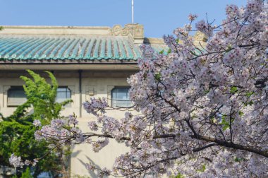 Hubei, Çin 'deki Wuhan Üniversitesi' nde kiraz çiçekleri çiçek açıyor.