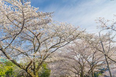Hubei, Çin 'deki Wuhan Üniversitesi' nde kiraz çiçekleri çiçek açıyor.