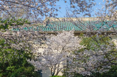 Hubei, Çin 'deki Wuhan Üniversitesi' nde kiraz çiçekleri çiçek açıyor.