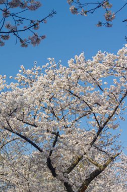 Hubei, Çin 'deki Wuhan Üniversitesi' nde kiraz çiçekleri çiçek açıyor.