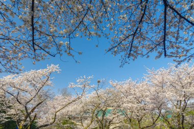 Hubei, Çin 'deki Wuhan Üniversitesi' nde kiraz çiçekleri çiçek açıyor.
