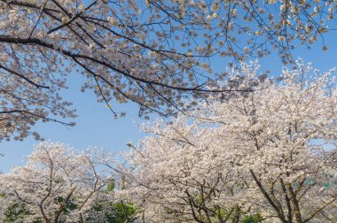 Hubei, Çin 'deki Wuhan Üniversitesi' nde kiraz çiçekleri çiçek açıyor.