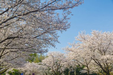 Hubei, Çin 'deki Wuhan Üniversitesi' nde kiraz çiçekleri çiçek açıyor.
