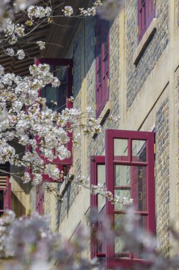 Hubei, Çin 'deki Wuhan Üniversitesi' nde kiraz çiçekleri çiçek açıyor.