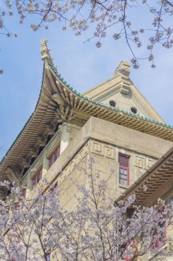 Hubei, Çin 'deki Wuhan Üniversitesi' nde kiraz çiçekleri çiçek açıyor.