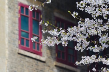 Hubei, Çin 'deki Wuhan Üniversitesi' nde kiraz çiçekleri çiçek açıyor.