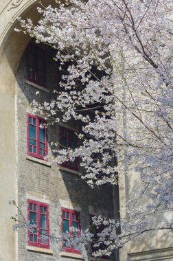 Hubei, Çin 'deki Wuhan Üniversitesi' nde kiraz çiçekleri çiçek açıyor.